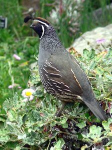 A California quail stands amidst lush green foliage and small flowers. It has distinctive markings, including a black face outlined with white and a topknot of feathers curling forward on its head. The bird's feathers are mostly gray with some white streaks.